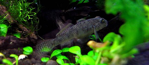 蝦虎201111-28 (7).JPG 蝦虎201111-28 (7).JPG