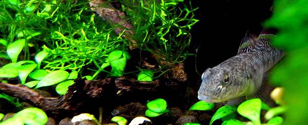 蝦虎201111-28 (8).JPG 蝦虎201111-28 (8).JPG