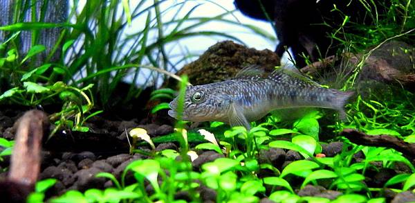 蝦虎201111-28(1).JPG 蝦虎201111-28(1).JPG