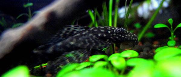 小鬍子11-28(1).JPG 小鬍子11-28(1).JPG