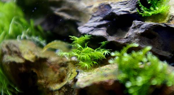 20140308 45cm (2).JPG 20140308 45cm (2).JPG