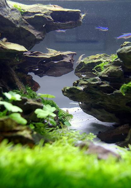 20140308 45cm (5).JPG 20140308 45cm (5).JPG