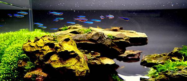 20140308 45cm (9).JPG 20140308 45cm (9).JPG