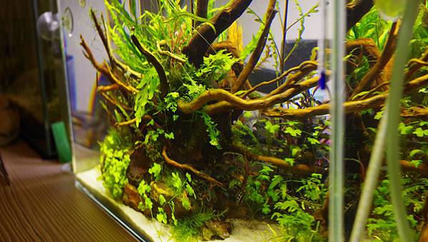 45cm2015119 (18).JPG