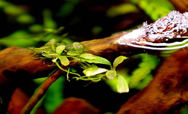 45cm2015119 (16).JPG