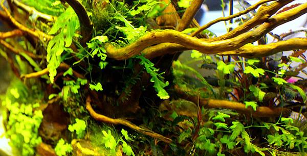 45cm2015119 (17).JPG