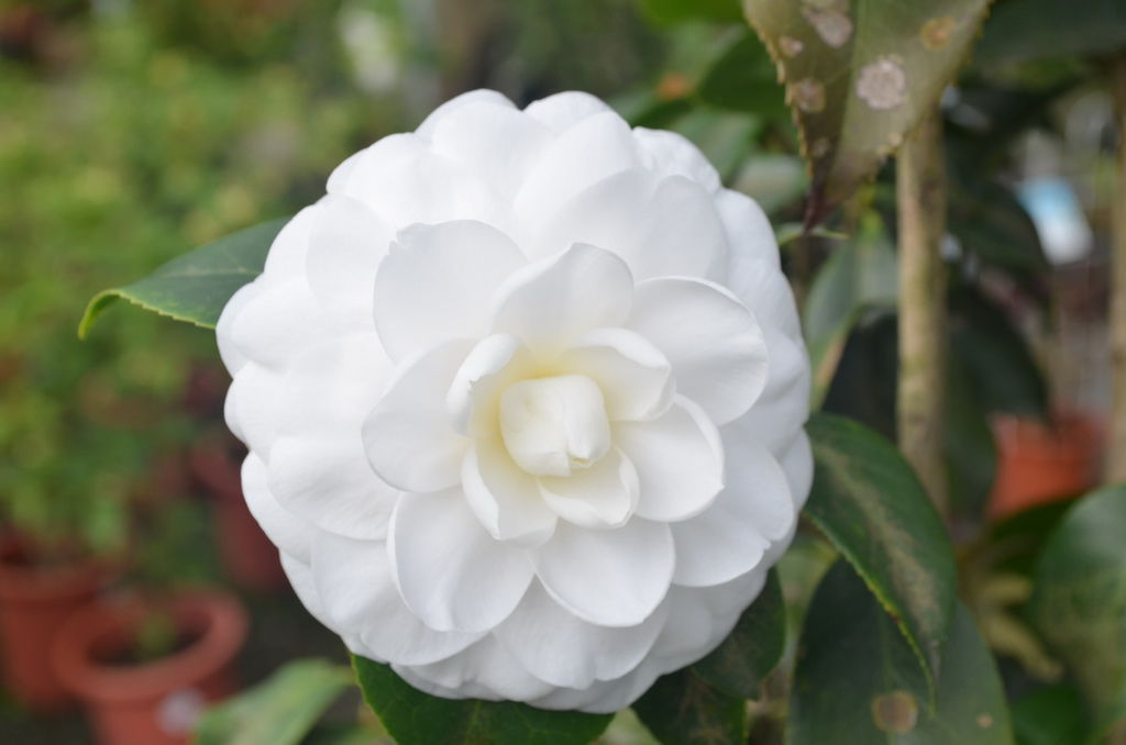 DSC_0368_調整大小.JPG DSC_0368_調整大小.JPG