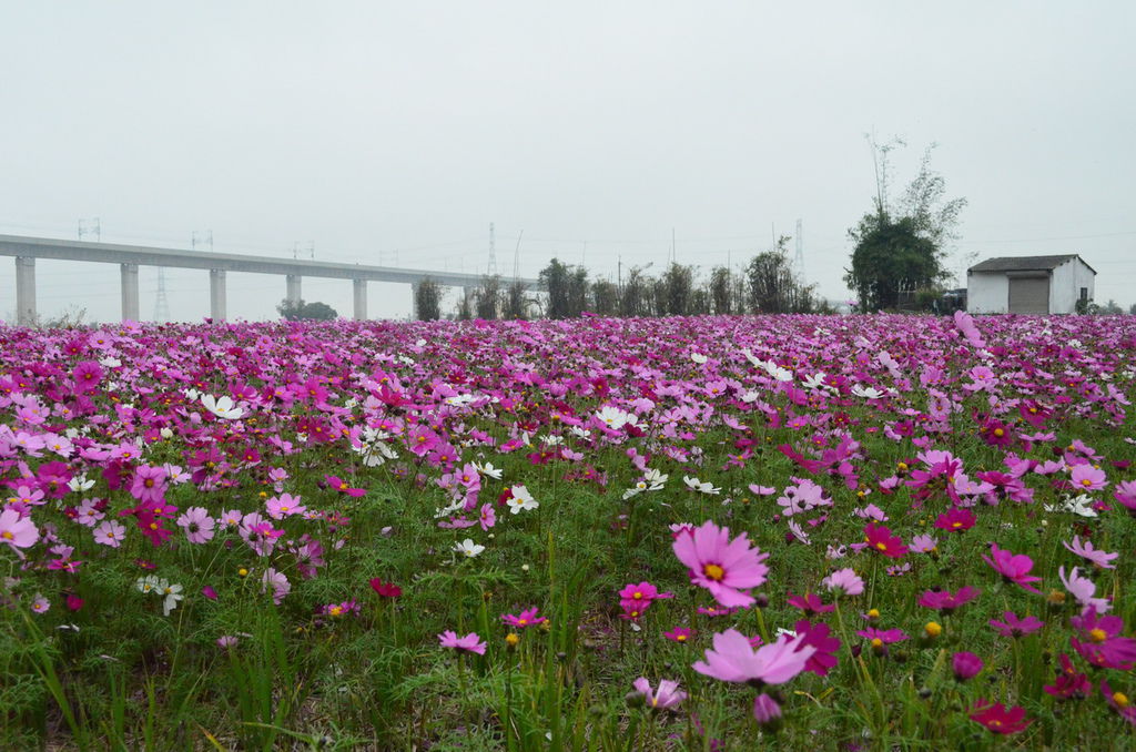 DSC_0375_調整大小.JPG DSC_0375_調整大小.JPG