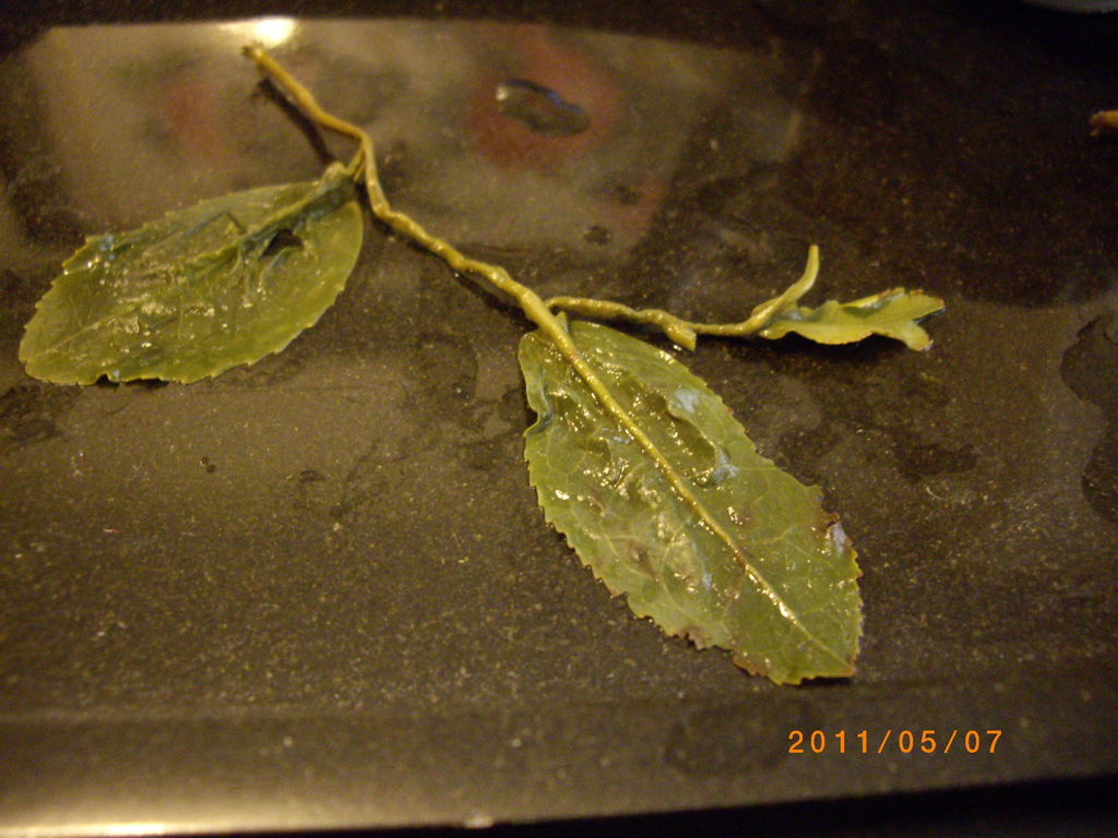 IMGP3761_調整大小.JPG IMGP3761_調整大小.JPG