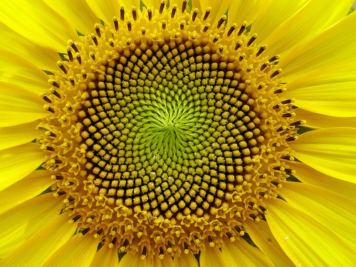 sunflower sunflower