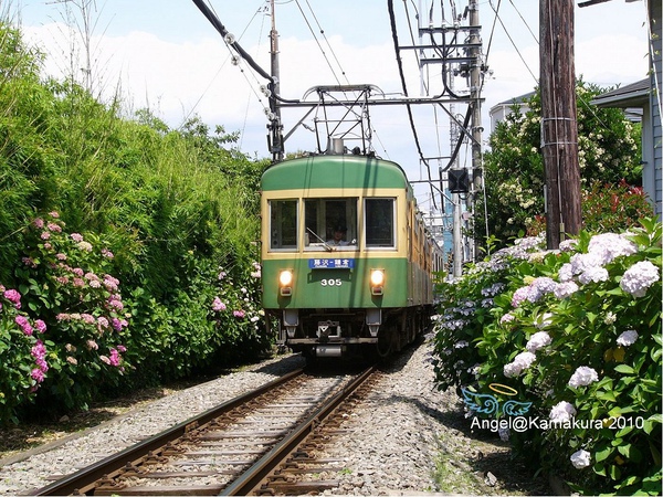 紫陽花江之電-1.jpg 紫陽花江之電-1.jpg