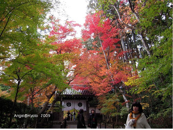 門前門後都豔麗的楓參道