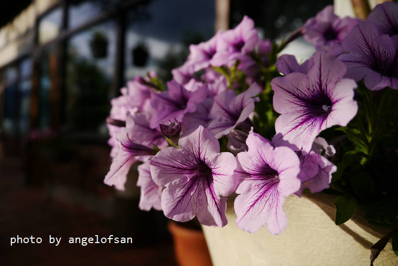 P1130893.JPG P1130893.JPG