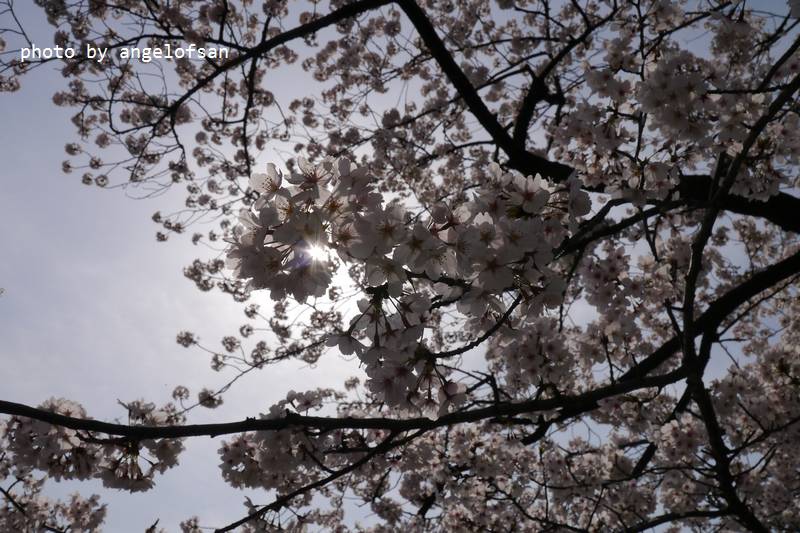 P1230254.JPG P1230254.JPG