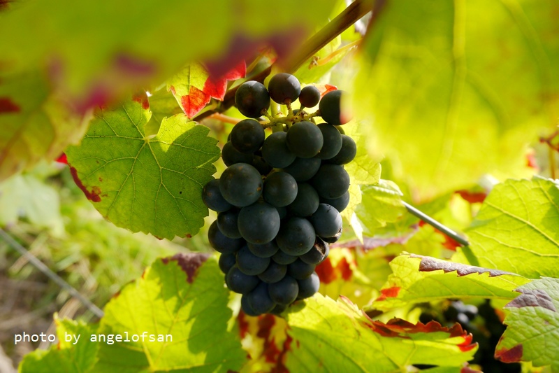 P1290021.JPG P1290021.JPG