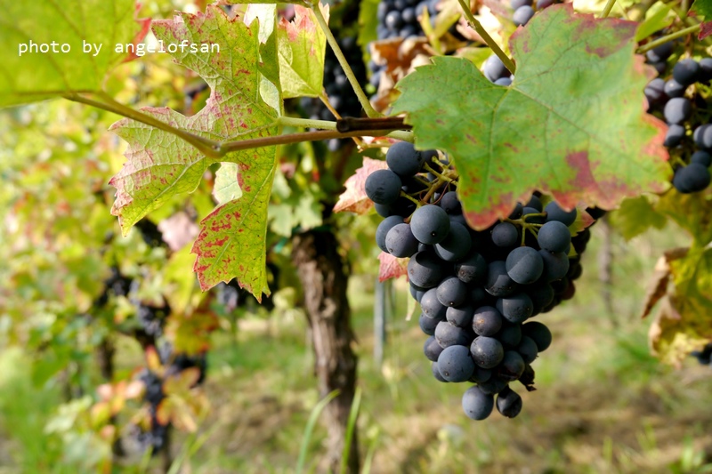 P1290028.JPG P1290028.JPG