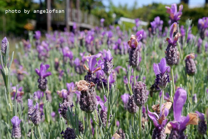 P1330811.JPG P1330811.JPG