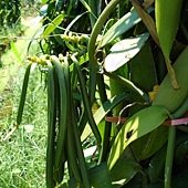 450px-Vanilla_fragrans_2 450px-Vanilla_fragrans_2