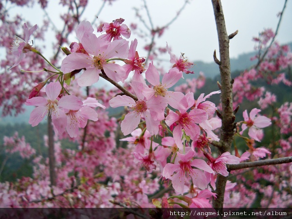 2011.02.28昭和櫻