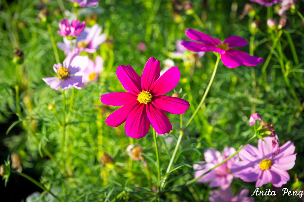 IMG_8011.jpg IMG_8011.jpg