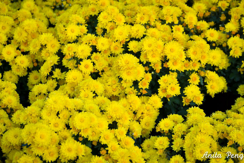 IMG_8016.jpg IMG_8016.jpg