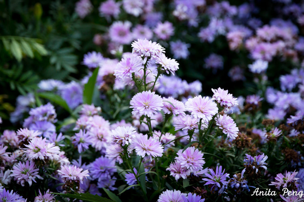 IMG_8020.jpg IMG_8020.jpg