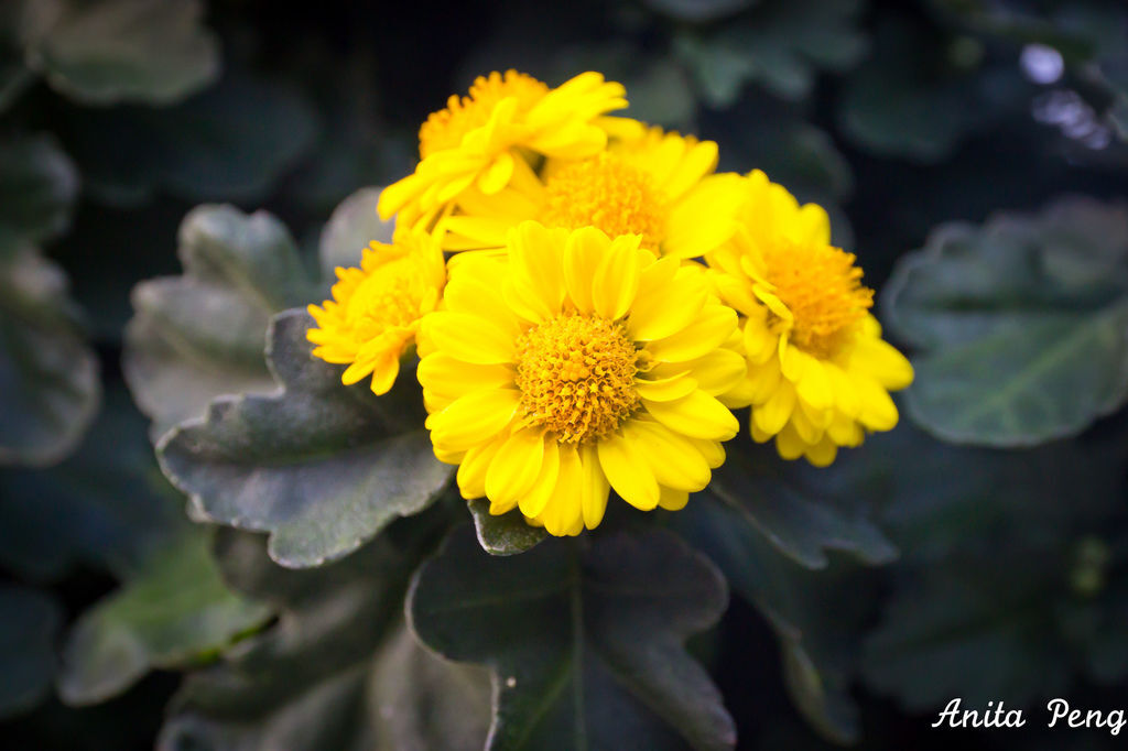 IMG_8051.jpg IMG_8051.jpg