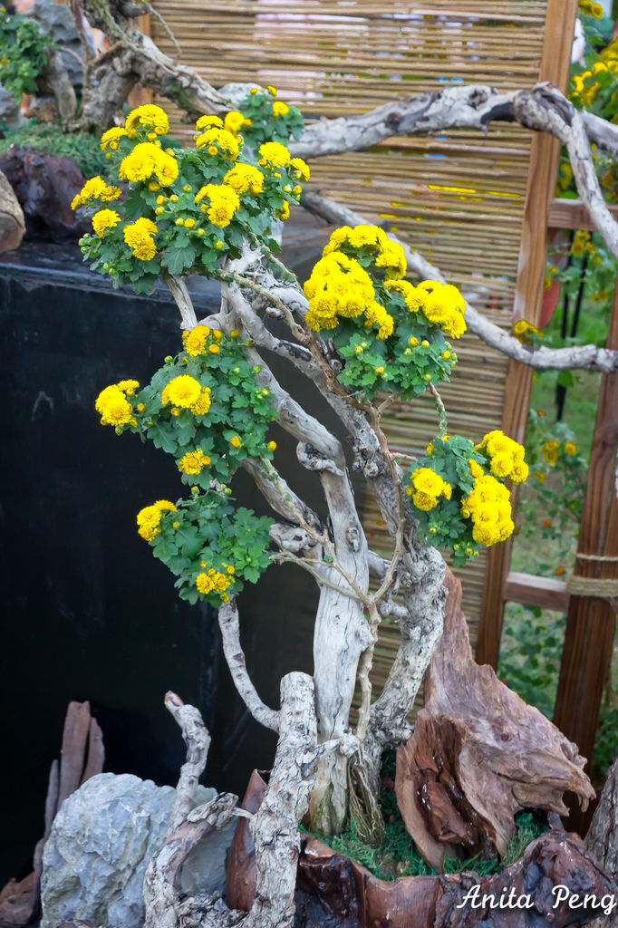 IMG_8062.jpg IMG_8062.jpg