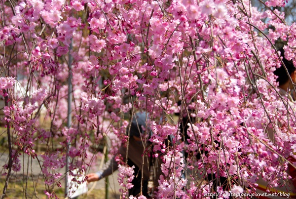 平野神社-13.jpg