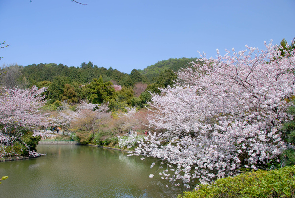 龍安寺-60.jpg