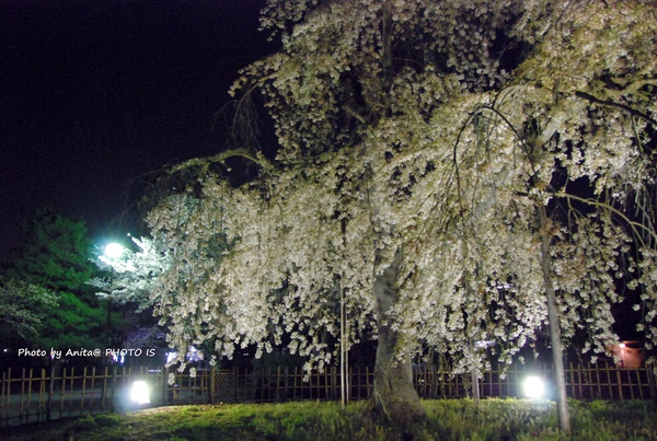 夜晚的嵐山