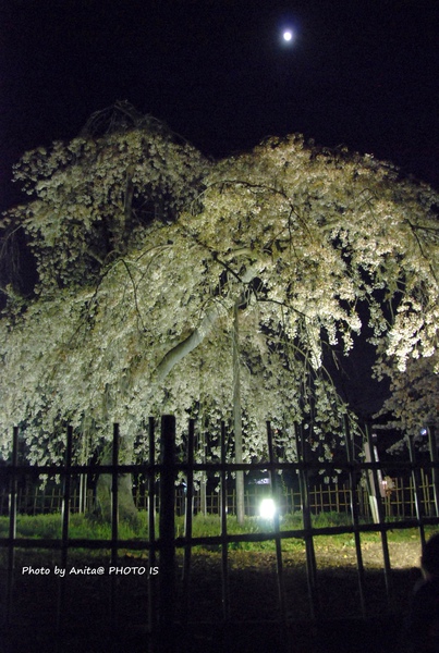 一顆獨立的櫻花，在日本被稱「一本櫻」