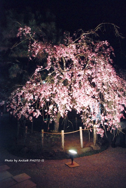 渡月亭別館前的櫻花樹