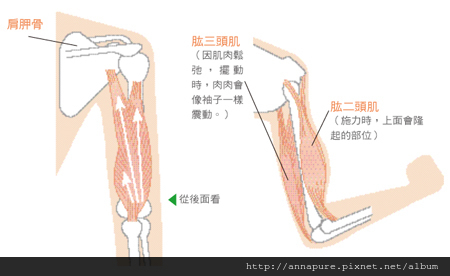 星采大安_歐萃學超音波系統_楊伊湄10 星采大安_歐萃學超音波系統_楊伊湄10