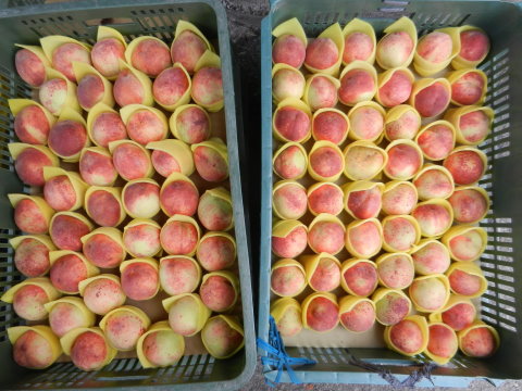 DSCN4262.JPG DSCN4262.JPG