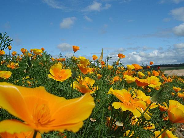 北海道小黃花