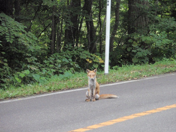 大沼公園馬路中間坐著的狐狸.JPG