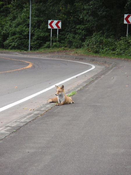 大沼公園馬路邊趴著的狐狸.JPG