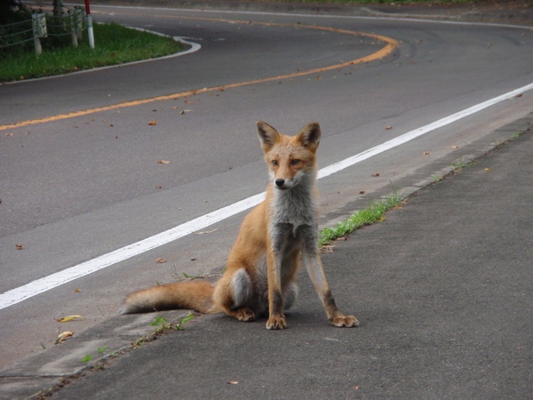 大沼公園馬路邊坐著的狐狸.JPG