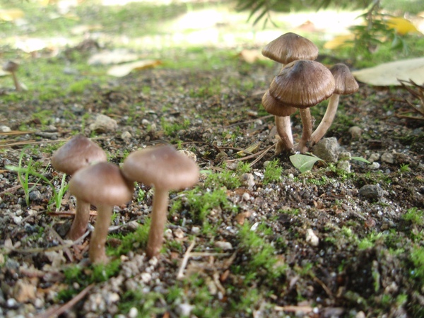 美瑛-55 白樺林中的菌菇 ok.JPG