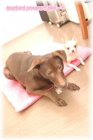 DSC_0128_thumb.jpg DSC_0128_thumb.jpg