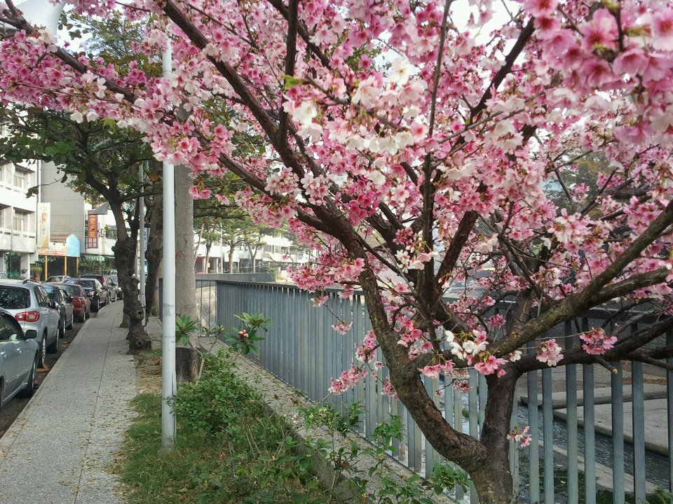 櫻花1