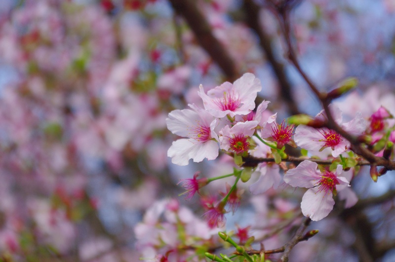 IMGP3498 IMGP3498