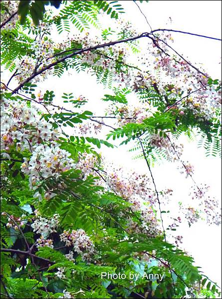大里b2 大里b2