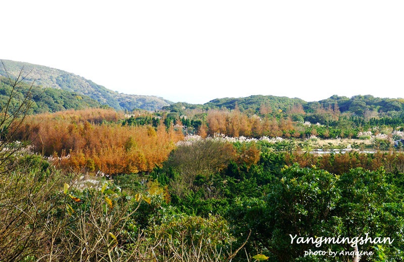 廖西瓜＠陽明山擎天崗夢幻湖牛奶湖冷水坑落羽松40