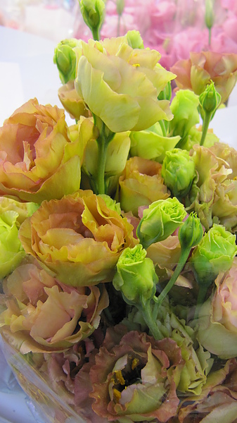 IMG_0464.JPG IMG_0464.JPG