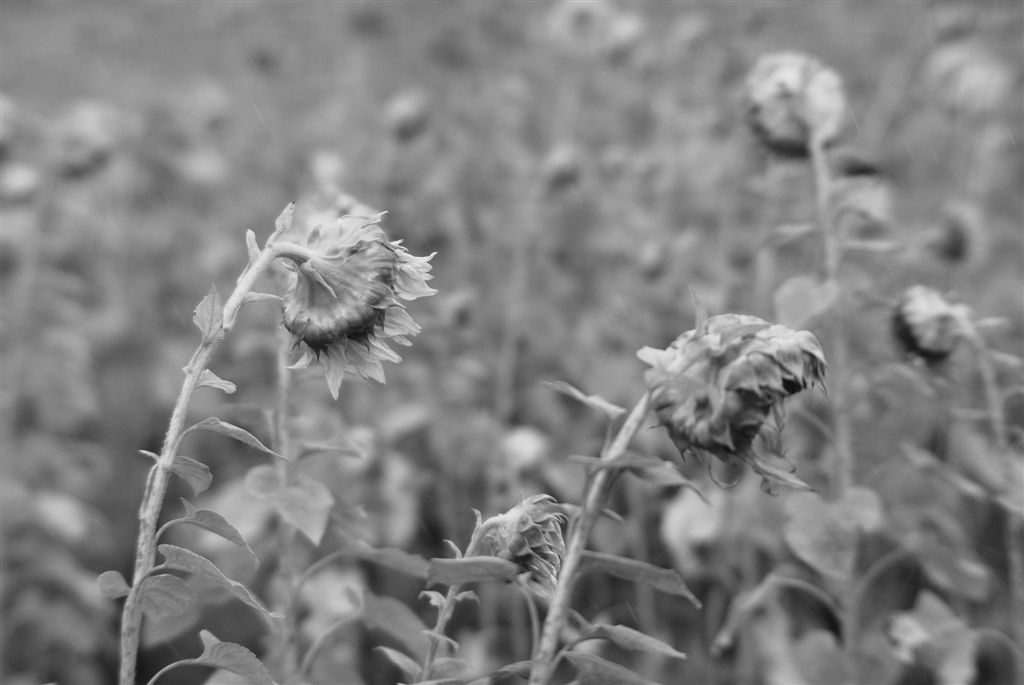 下雨了..大家都低著頭...