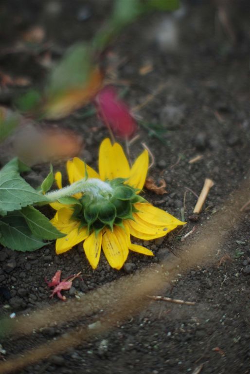 看到這朵時...就想到拉娃