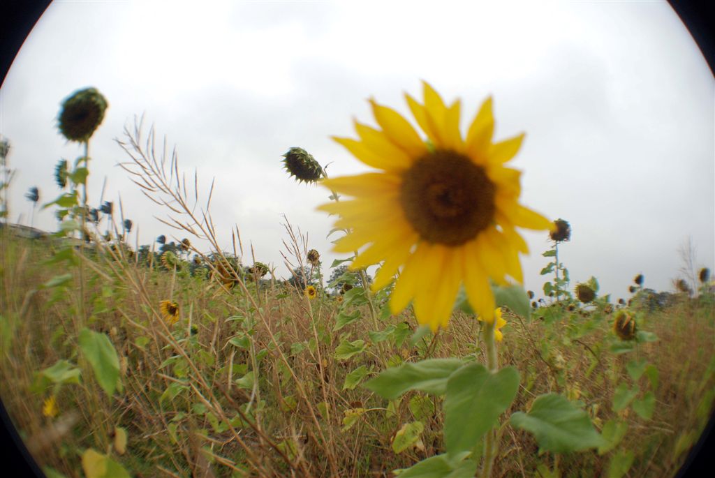很普通的一張...像夢境