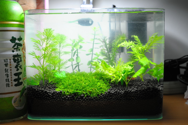 弟弟丟棄的小魚缸.... 弟弟丟棄的小魚缸....